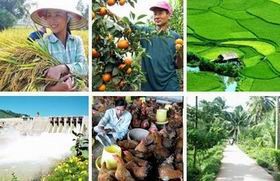 ផ្នែកកសិកម្មវៀតណាម៖គប្បីលើកកំពស់ប្រសិទ្ឋភាពផលិតកម្មផ្សាភ្ជាប់ ជាមួយការកសាងជនបទថ្មីតទៅទៀត